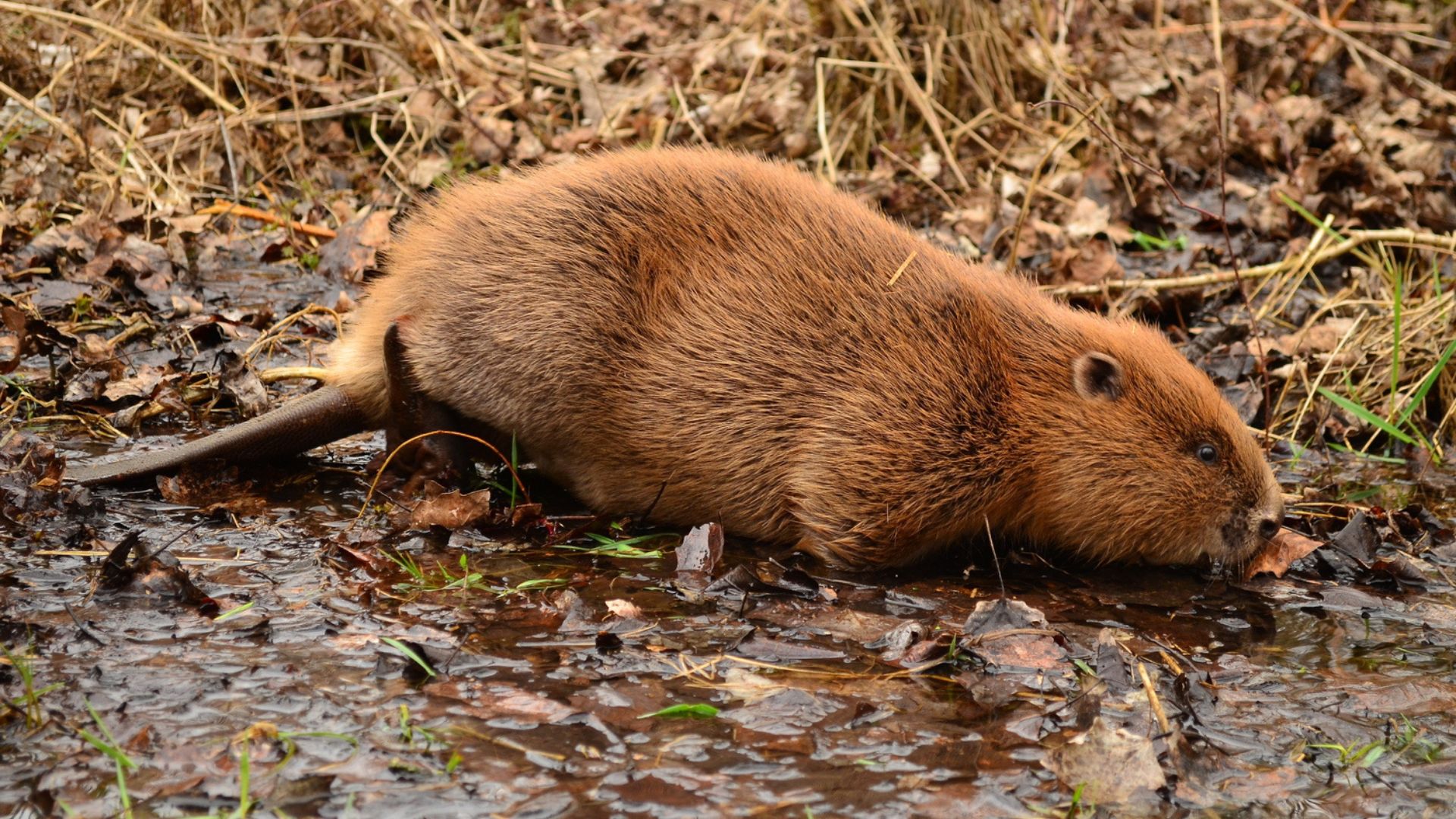 hód_1920_soós gábor.jpg